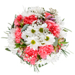 This vibrant bouquet, a showcase of floral talent from Addington, evokes the renewal and optimism of springtime strolls through local green spaces. At its radiant core, crisp white daisies sparkle beside plush coral-pink carnations, their playful ruffles adding joyful texture and a touch of sun-warmed color. Interlaced with lacy clouds of gypsophila, the design achieves an airy lightness, further enhanced by hints of pink-and-purple alstroemeria buds peeking from the lush foliage. Silvery eucalyptus leaves and rich green sprigs complete the base, providing cool contrast and subtle depth. The overall composition feels balanced and welcoming, reminiscent of fresh mornings near Addington Park or the cheerful ambiance of local cafés. Purposeful and uplifting, this bouquet effortlessly marks moments of celebration-birthdays, milestones, or heartfelt kindness to a loved one. With each bloom thoughtfully chosen and placed, it reflects the artistry and community spirit of Addington's neighbourhood florists, making it an ideal gift for delivery across the area or a beautiful centrepiece for your home.