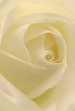 Draw closer to the heart of Addington through this intimate floral portrait: a pristine cream-white rose, petals spiraling inward like the morning mist unfurling across local gardens. Each layer invites imagination, feather-light with a hint of dewy freshness. The interplay of gentle shadow and luminous ivory forms an almost dreamlike atmosphere-a quiet peace reminiscent of early walks past Addington's open lawns or tranquil churchyards. The composition is a study in serenity, the tonal gradients shifting gracefully from soft buttercream at the center to translucent alabaster at the edges. There is a sense of tender emotion captured here, perfect for expressing sympathy, admiration, or marking the promise of new beginnings in our vibrant community. One can nearly sense the faint, unmistakable fragrance-a subtle sweetness that soothes the spirit much like the familiar sights of Addington itself. The close, almost tactile view draws out the craftsmanship and personal attention given by local florists to every detail, making this single rose more than a visual delight. It becomes a lasting memory, reflecting the artistry and heartfelt care that comes with every thoughtful bouquet prepared for delivery across Addington and surrounding areas.